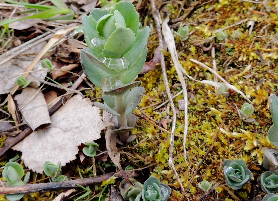 Изображение особи Hylotelephium triphyllum.