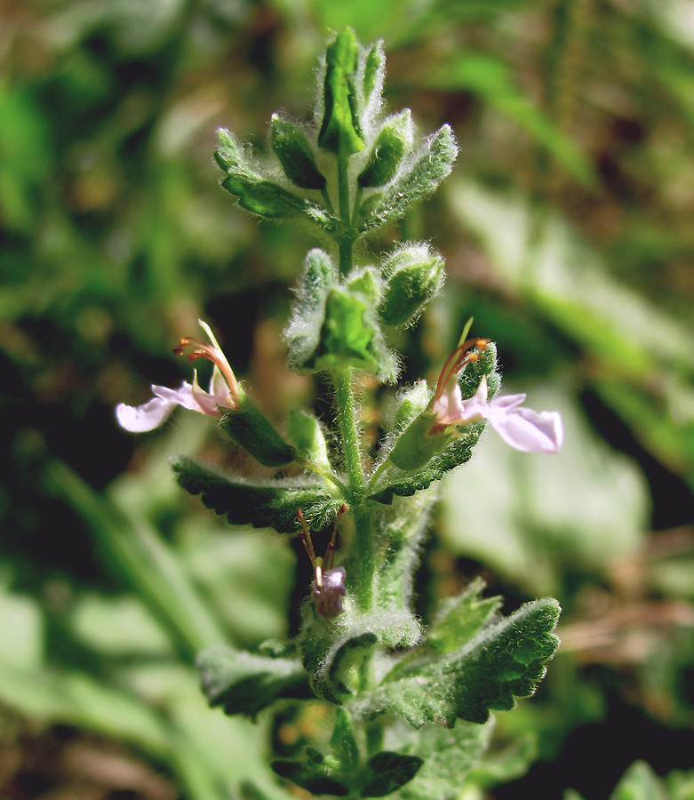 Изображение особи Teucrium scordioides.