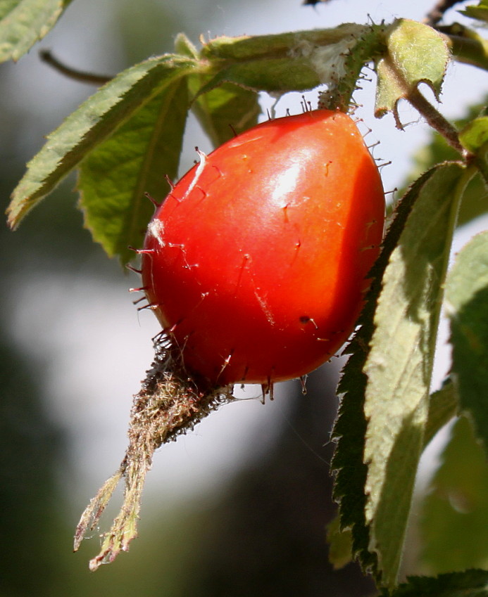 Image of Rosa villosa specimen.