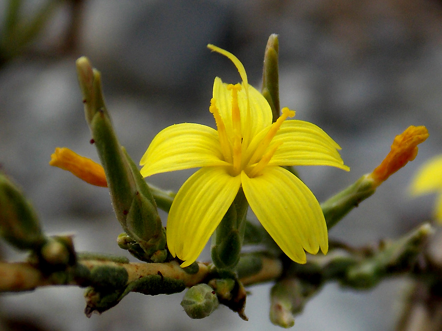 Image of Scariola viminea specimen.