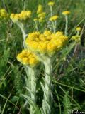 Helichrysum graveolens. Цветущие растения. Крымский природный заповедник, Бабуган-Яйла. 18.07.2009.