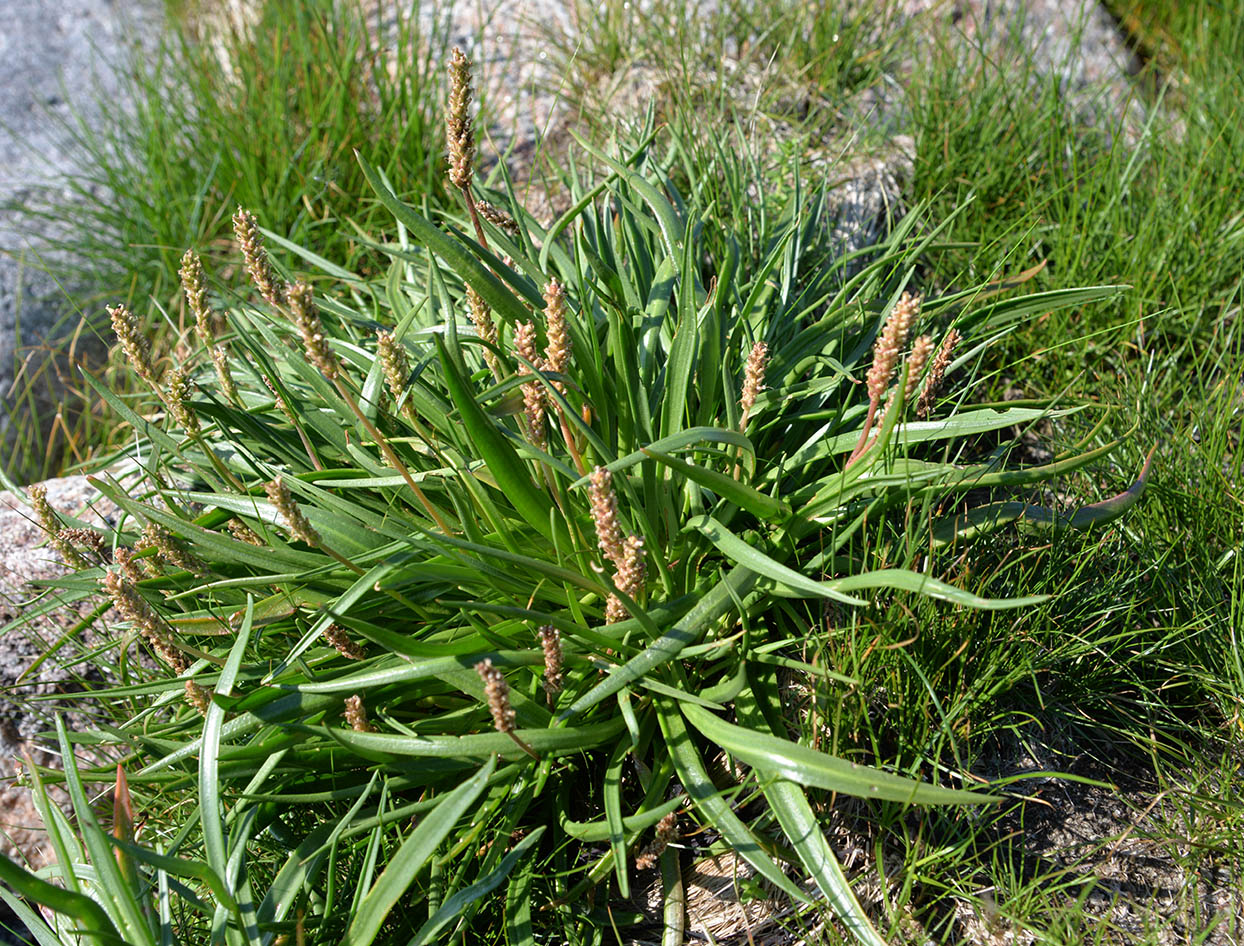 Изображение особи Plantago maritima.