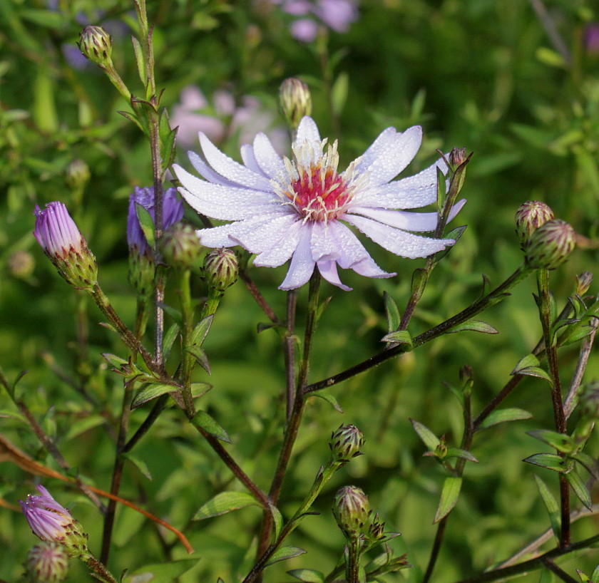 Image of Symphyotrichum cordifolium specimen.