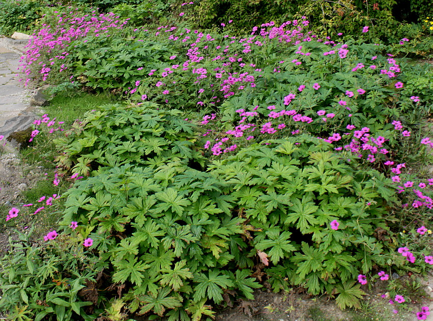 Изображение особи Geranium psilostemon.