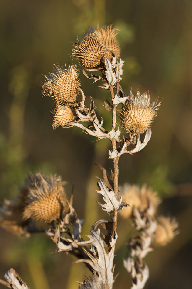 Image of Cirsium serrulatum specimen.