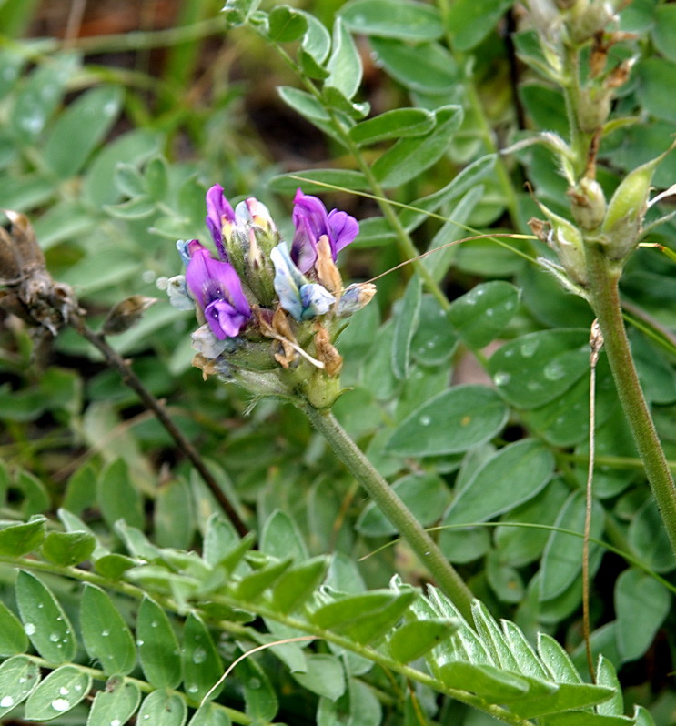 Image of Oxytropis argentata specimen.