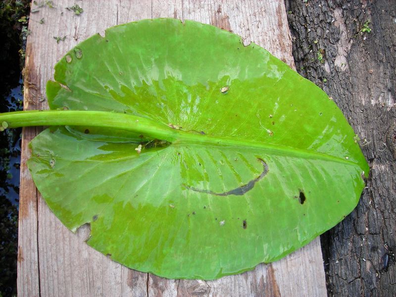 Изображение особи Nuphar lutea.