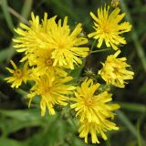 Hieracium umbellatum