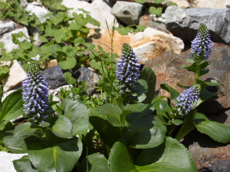 Image of Lagotis glauca specimen.