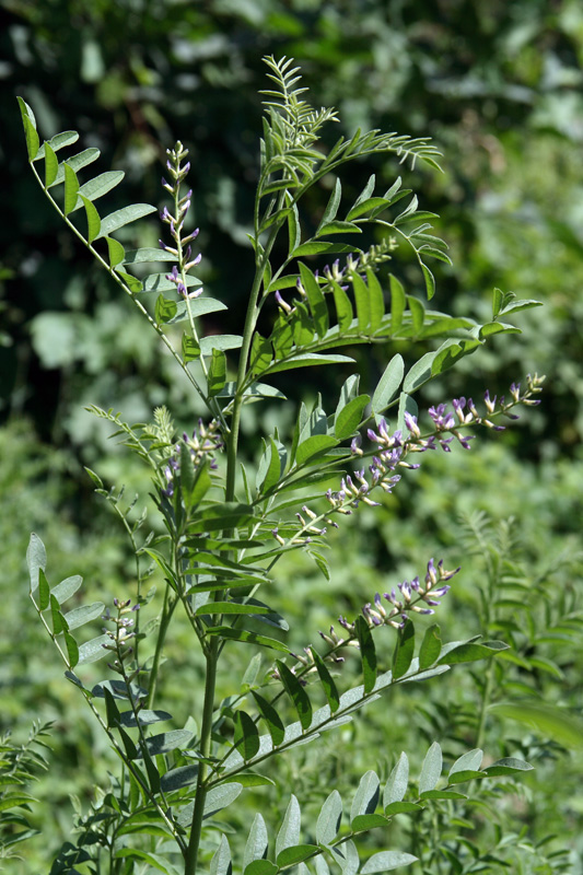 Image of Glycyrrhiza glabra specimen.