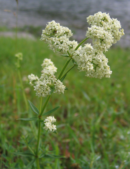 Изображение особи Galium boreale.