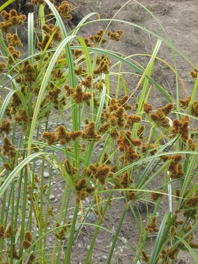 Изображение особи Cyperus glomeratus.