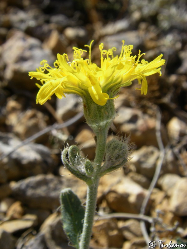 Image of genus Pilosella specimen.