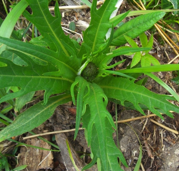 Изображение особи Cirsium heterophyllum.