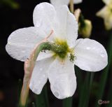 Narcissus poeticus