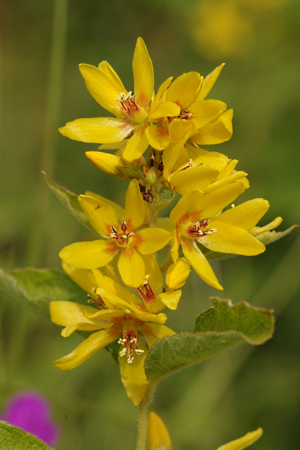 Изображение особи Lysimachia vulgaris.