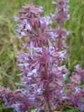 Salvia verticillata