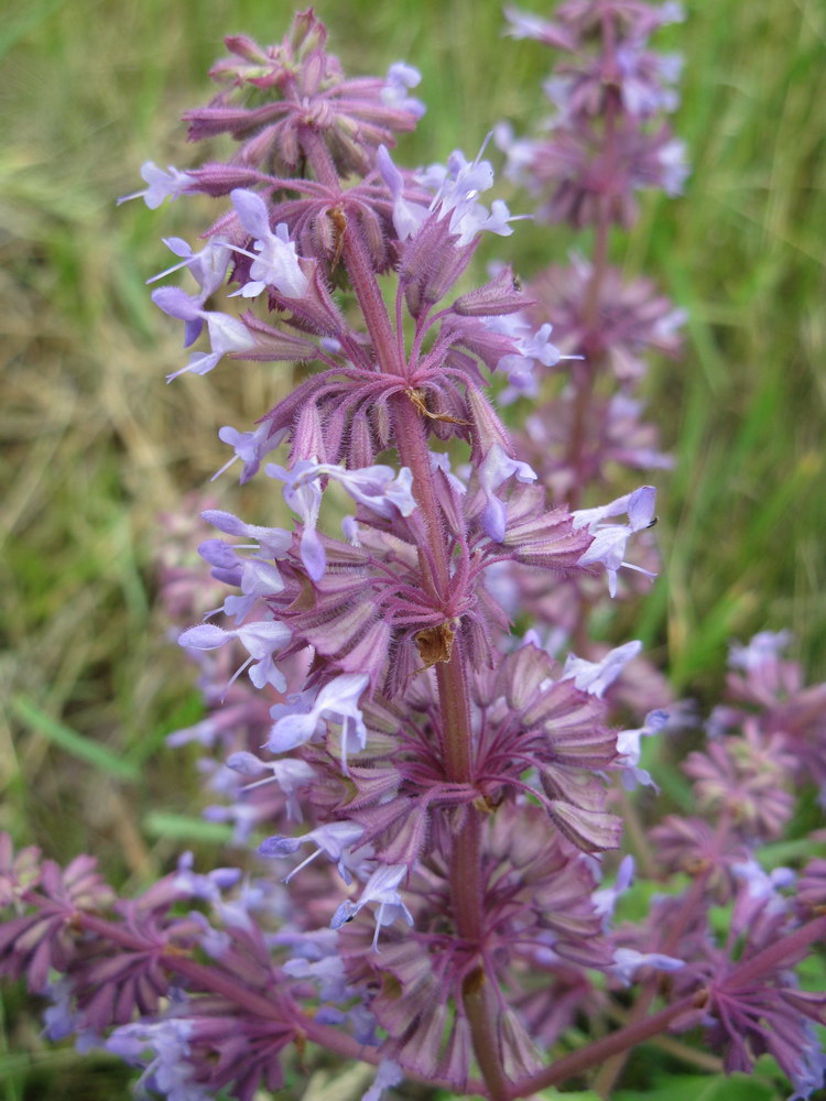 Изображение особи Salvia verticillata.