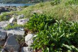 Limonium narbonense. Отцветающее и вегетирующие растения на приморском лугу близ уреза воды. Черногория, окр. пос. Донья Ластва, берег Которской бухты. 08.10.2014.