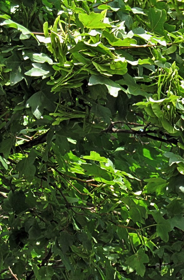 Image of Acer campestre specimen.