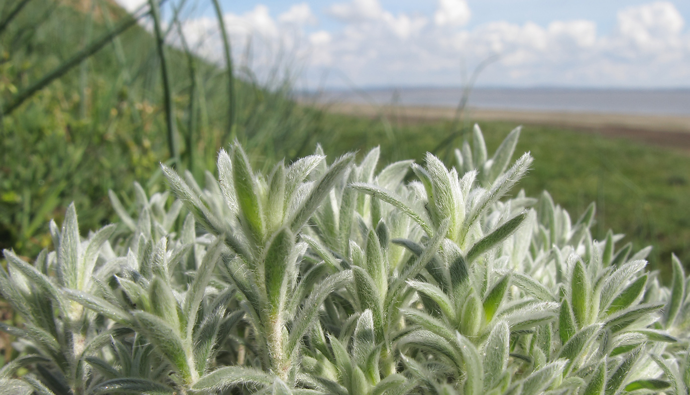 Изображение особи Bassia prostrata.