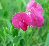 Lathyrus tuberosus