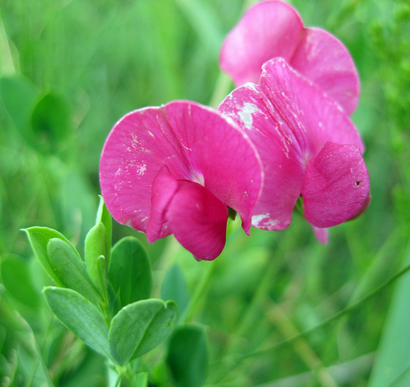 Изображение особи Lathyrus tuberosus.