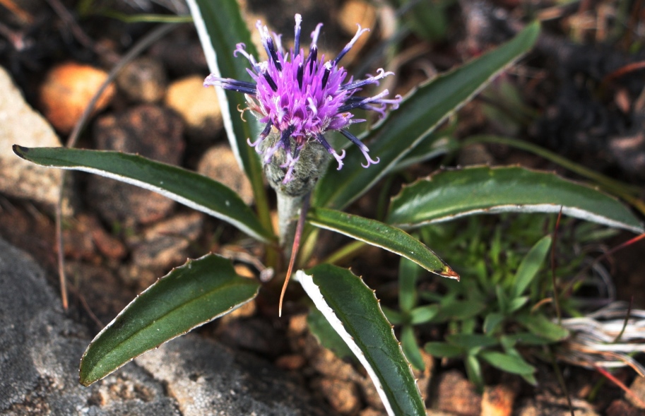 Image of Saussurea uralensis specimen.