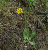 Tephroseris integrifolia