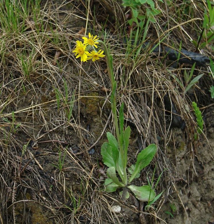 Изображение особи Tephroseris integrifolia.