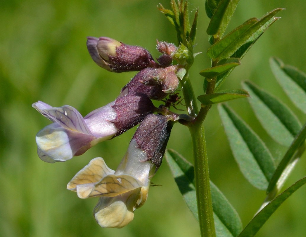 Image of Vicia sepium specimen.