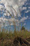 Stipa borysthenica