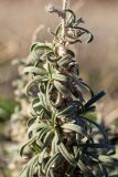 Echium angustifolium