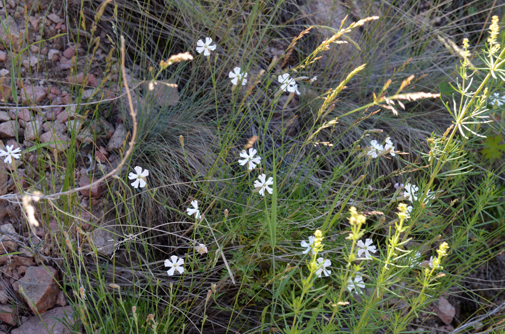 Image of Silene kuschakewiczii specimen.