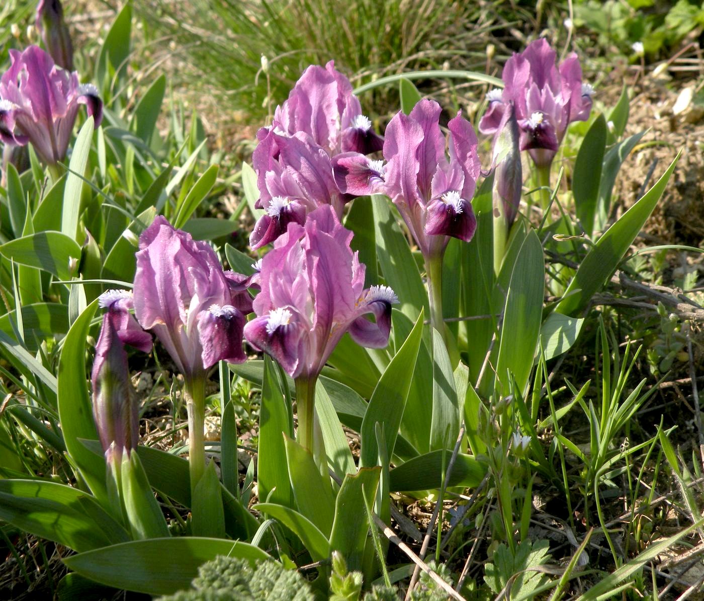 Image of Iris pumila specimen.