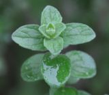 Origanum vulgare ssp. hirtum