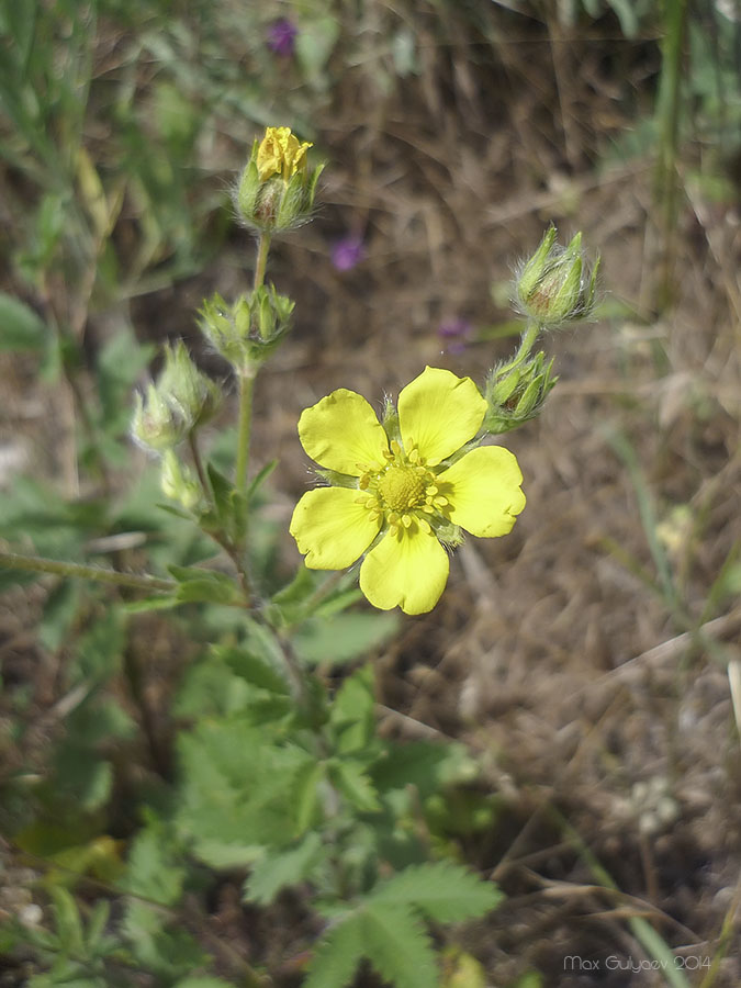 Изображение особи род Potentilla.