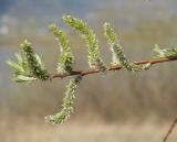 Salix viminalis