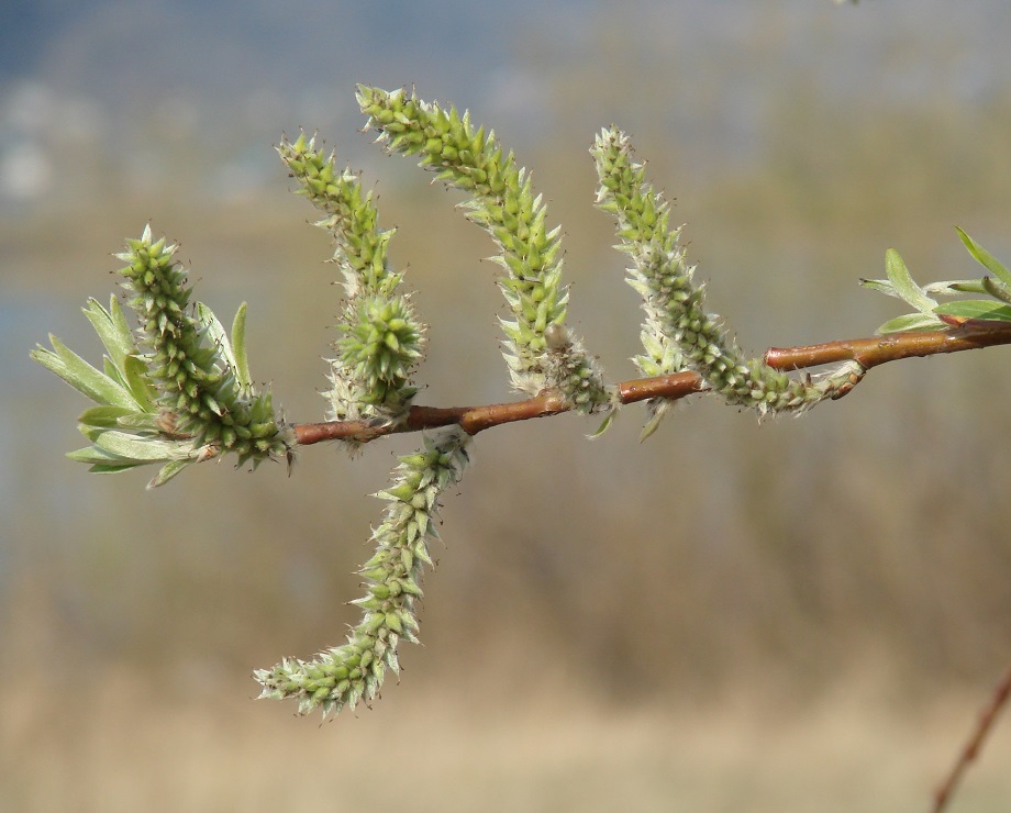 Изображение особи Salix viminalis.