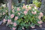 Hydrangea paniculata. Цветущее растение. ЮБК, Партенит, парк ЛОК \"Айвазовское\". 18.10.2015.