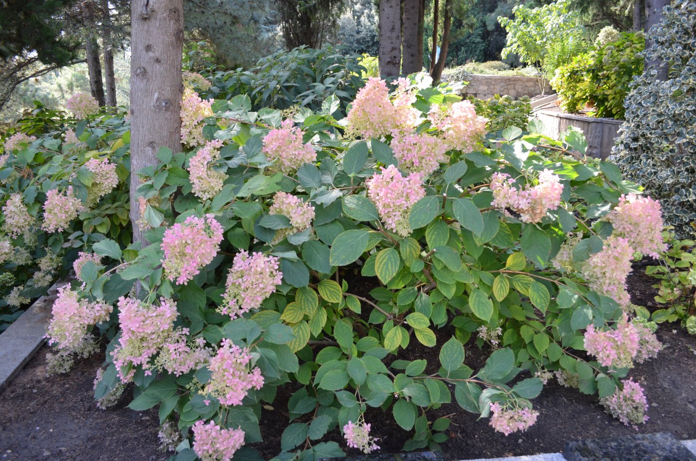 Изображение особи Hydrangea paniculata.