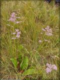 Limonium gmelinii. Цветущее растение. Республика Татарстан, Муслюмовский район. Июль 2005 г.