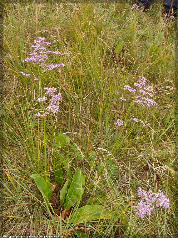 Изображение особи Limonium gmelinii.