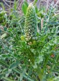 Reseda alba