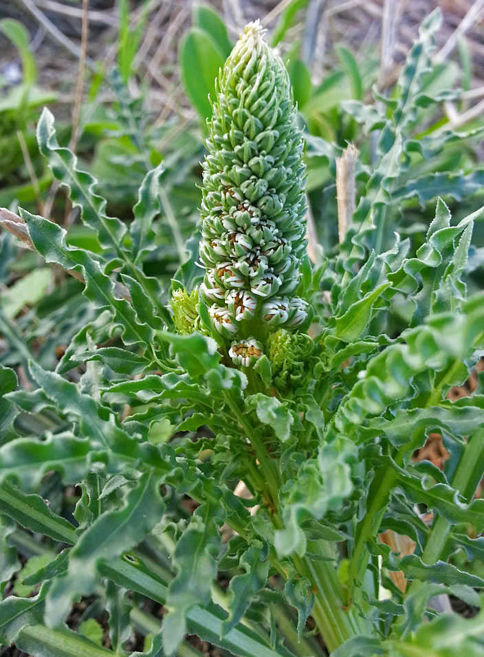 Изображение особи Reseda alba.