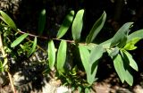 Polygala myrtifolia. Побег. Монако, Сады Святого Мартина (Jardin Saint Martin), в культуре. 23.07.2014.