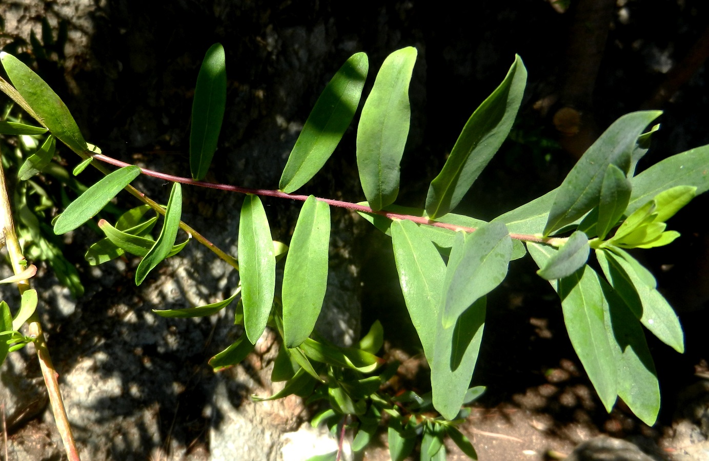 Изображение особи Polygala myrtifolia.