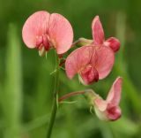 Lathyrus sylvestris