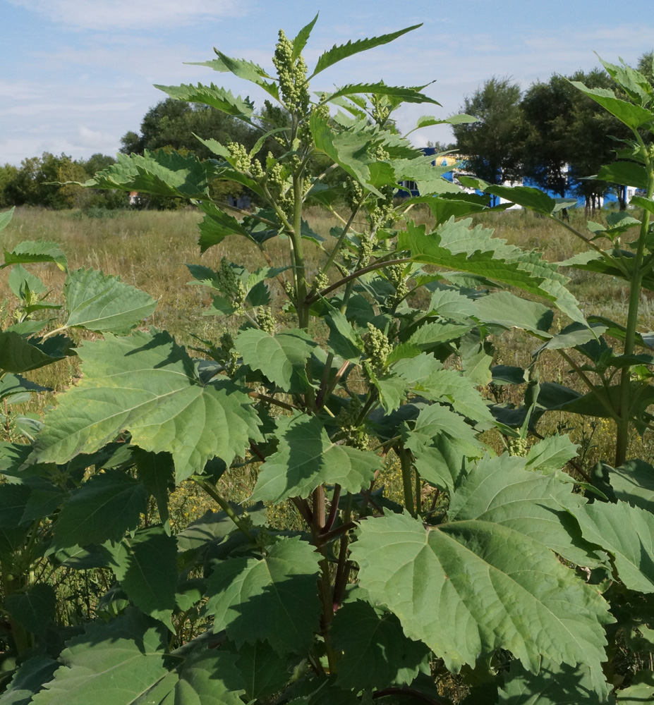 Изображение особи Cyclachaena xanthiifolia.