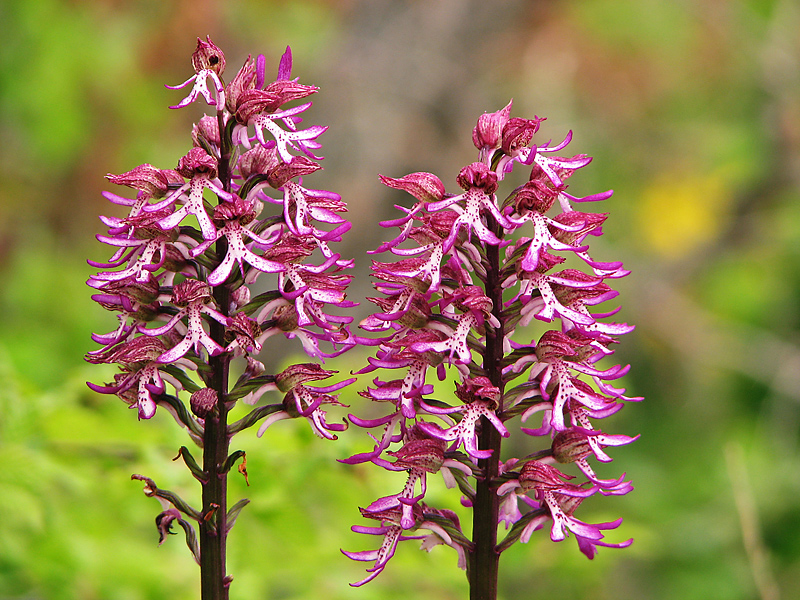 Image of Orchis × angusticruris specimen.